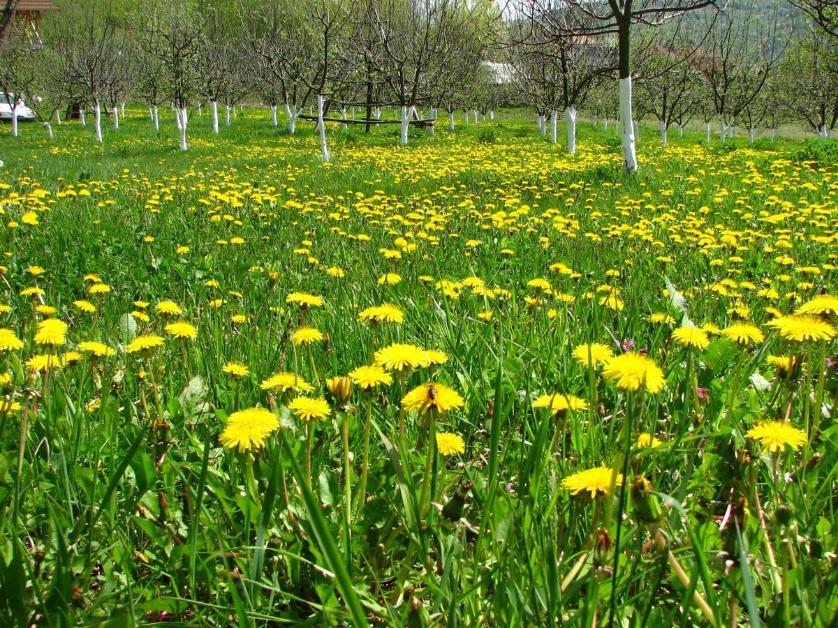 Borobanesti Pensiunea Paradis מראה חיצוני תמונה